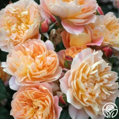 The Impressionist™ -HEIRLOOM ROSES Sales the impressionist 15
