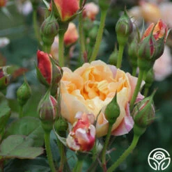 The Impressionist™ -HEIRLOOM ROSES Sales the impressionist 16 1