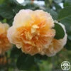 The Impressionist™ -HEIRLOOM ROSES Sales the impressionist 1 2