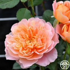 The Impressionist™ -HEIRLOOM ROSES Sales the impressionist 53