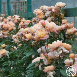 The Impressionist™ -HEIRLOOM ROSES Sales the impressionist 5 1