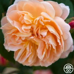 The Impressionist™ -HEIRLOOM ROSES Sales the impressionist 7