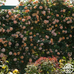 The Impressionist™ -HEIRLOOM ROSES Sales the impressionist 8