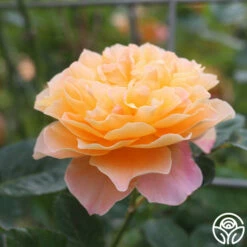 The Impressionist™ -HEIRLOOM ROSES Sales the impressionist 9