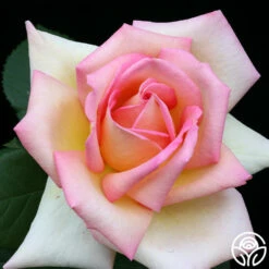 The Lady -HEIRLOOM ROSES Sales the lady 1 7