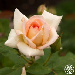 The Lady -HEIRLOOM ROSES Sales the lady 2 7