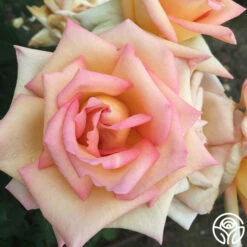 The Lady -HEIRLOOM ROSES Sales the lady 3 8