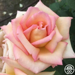 The Lady -HEIRLOOM ROSES Sales the lady 6