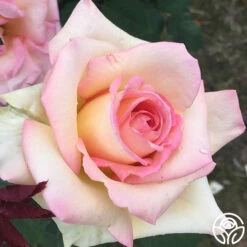 The Lady -HEIRLOOM ROSES Sales the lady 7