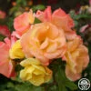 The Magician™ -HEIRLOOM ROSES Sales the magcician 1