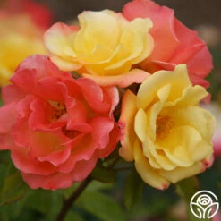 The Magician™ -HEIRLOOM ROSES Sales the magcician 2