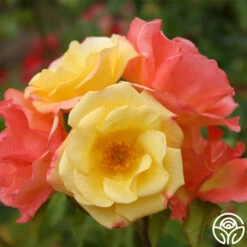 The Magician™ -HEIRLOOM ROSES Sales the magcician 3