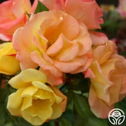 The Magician™ -HEIRLOOM ROSES Sales the magcician 7