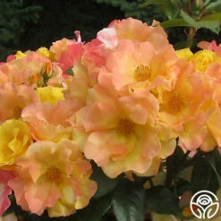 The Magician™ -HEIRLOOM ROSES Sales the magician 4