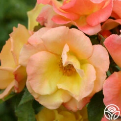 The Magician™ -HEIRLOOM ROSES Sales the magician 5