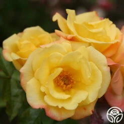 The Magician™ -HEIRLOOM ROSES Sales the magician 7