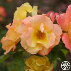 The Magician™ -HEIRLOOM ROSES Sales the magician 8