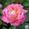 The McCartney Rose™ -HEIRLOOM ROSES Sales the mccartney rose 1 2 1