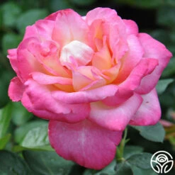 The McCartney Rose™ -HEIRLOOM ROSES Sales the mccartney rose 2 8