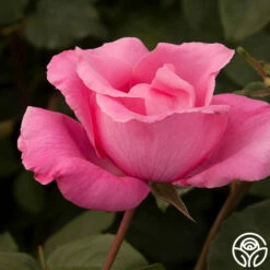 The McCartney Rose™ -HEIRLOOM ROSES Sales the mccartney rose 3 8
