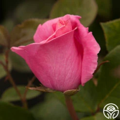 The McCartney Rose™ -HEIRLOOM ROSES Sales the mccartney rose 5