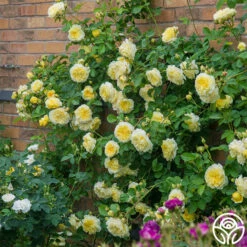 The Pilgrim® -HEIRLOOM ROSES Sales the pilgrim 3