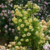 The Pilgrim® -HEIRLOOM ROSES Sales the pilgrim 4 1