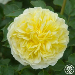The Pilgrim® -HEIRLOOM ROSES Sales the pilgrim 5 1