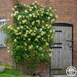 The Pilgrim® -HEIRLOOM ROSES Sales the pilgrim 6jpg