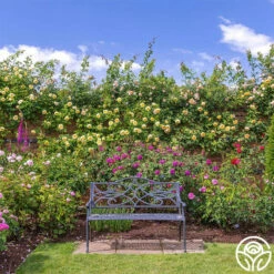 The Pilgrim® -HEIRLOOM ROSES Sales the pilgrim 7