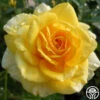 The Poet™ -HEIRLOOM ROSES Sales the poet 1 1 1