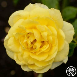 The Poet™ -HEIRLOOM ROSES Sales the poet 3 2