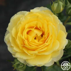 The Poet™ -HEIRLOOM ROSES Sales the poet 4