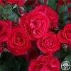 The Prince's Trust™ -HEIRLOOM ROSES Sales the princes trust 1