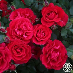 The Prince's Trust™ -HEIRLOOM ROSES Sales the princes trust 2