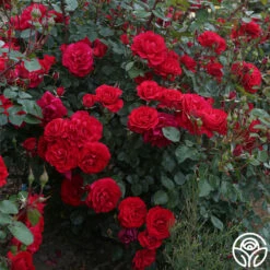 The Prince's Trust™ -HEIRLOOM ROSES Sales the princes trust 3