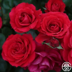 The Prince's Trust™ -HEIRLOOM ROSES Sales the princes trust 5