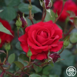 The Prince's Trust™ -HEIRLOOM ROSES Sales the princes trust 6