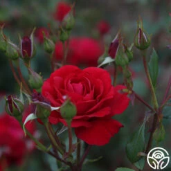 The Prince's Trust™ -HEIRLOOM ROSES Sales the princes trust 8