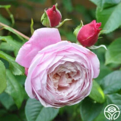 The Generous Gardener™ -HEIRLOOM ROSES Sales thegenerousgardener logo 02