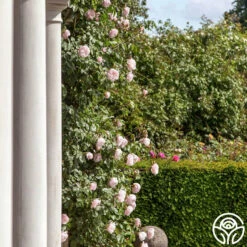 The Generous Gardener™ -HEIRLOOM ROSES Sales thegenerousgardener logo 03