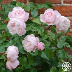 The Generous Gardener™ -HEIRLOOM ROSES Sales thegenerousgardener logo 05