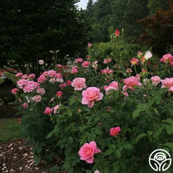 Tiffany -HEIRLOOM ROSES Sales tiffany 1 8