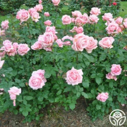 Tiffany -HEIRLOOM ROSES Sales tiffany 2 8