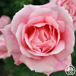 Tiffany -HEIRLOOM ROSES Sales tiffany 4