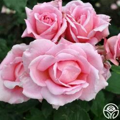 Tiffany -HEIRLOOM ROSES Sales tiffany 6