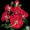 Topsy Turvy™ -HEIRLOOM ROSES Sales topsy turvy