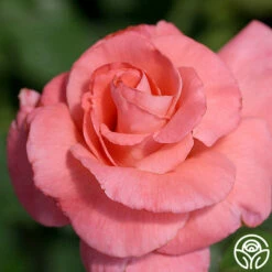 Touch Of Class™ -HEIRLOOM ROSES Sales touch of class 2 8