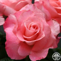 Touch Of Class™ -HEIRLOOM ROSES Sales touch of class 4 1 1