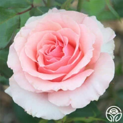 Tournament Of Roses -HEIRLOOM ROSES Sales tournament of roses 3 8